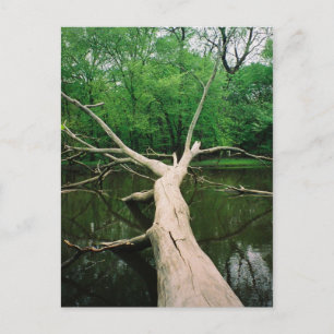 Fallen Tree Postcard