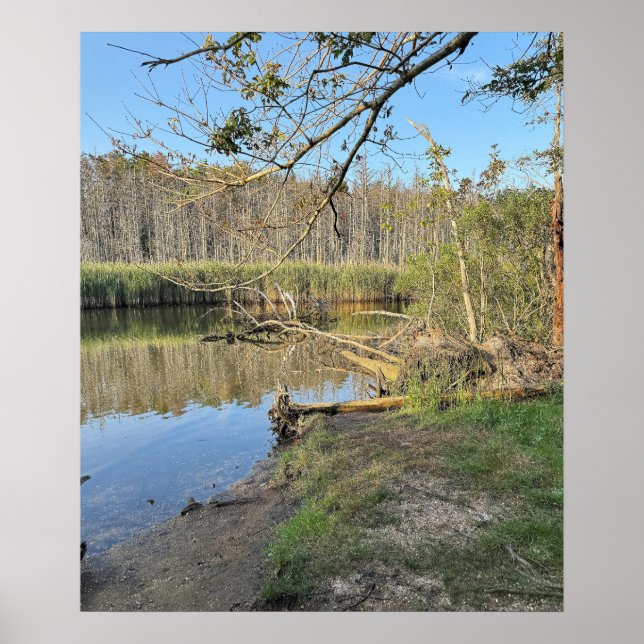 Fallen Trees Waterscape Poster (Front)