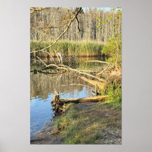 Fallen Trees Waterscape Poster