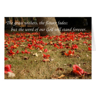 Falling Flowers of the Red Silk Cotton Tree