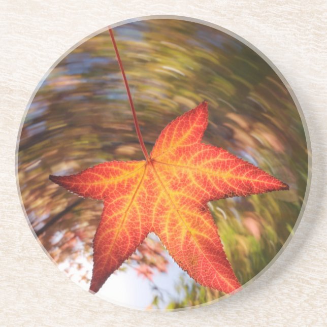 Falling Leaf from a tree in autumn Coaster (Front)