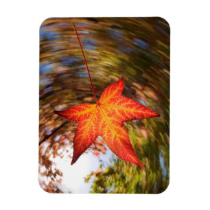 Falling Leaf from a tree in autumn Magnet