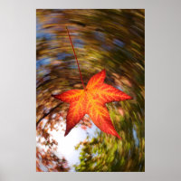 Falling Leaf from a tree in autumn