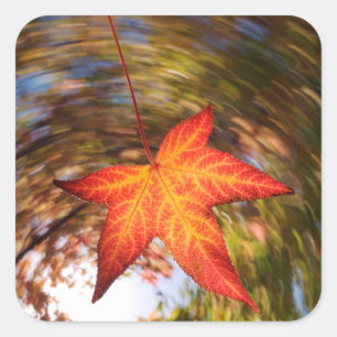 Falling Leaf from a tree in autumn Square Sticker