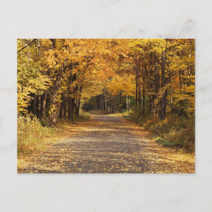 Falling Leaves   Autumn Home Gifts Postcard