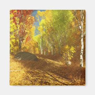 Falling Light Magnet