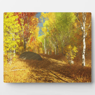 Falling Light Picture Plaque