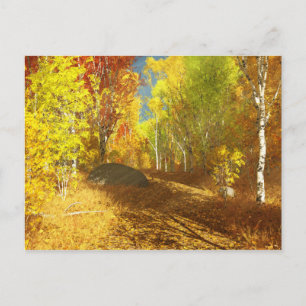 Falling Light Postcard