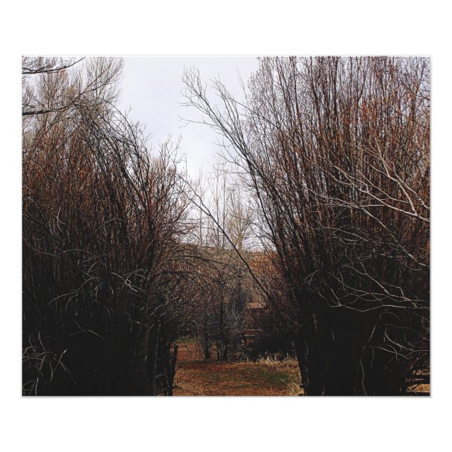 Falln Bannack Overgrowth Photo Print (Front)
