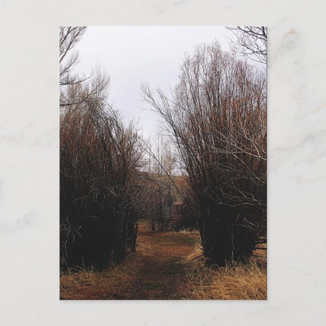 Falln Bannack Overgrowth Postcard (Front)