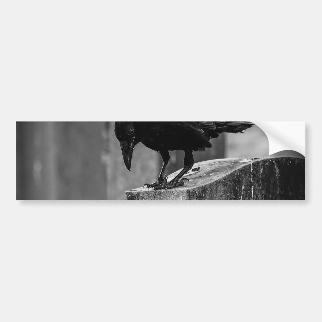 Falln Cemetery Crow Bumper Sticker (Front)