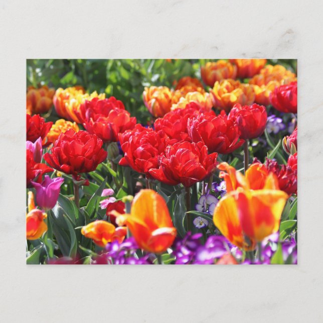 Falln Floral Crimson Waves Postcard (Front)