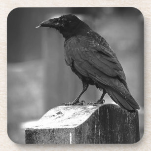 Falln Found A Feather Coaster