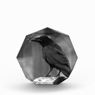 Falln Found A Feather Photo Block
