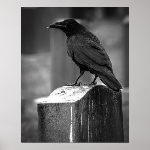 Falln Found A Feather Poster