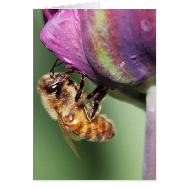 Falln Fuzzy Little Bee (Front)