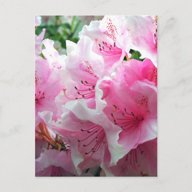 Falln Pink Floral Blossoms Postcard (Front)