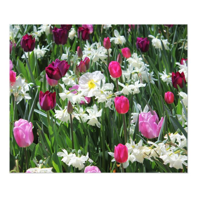 Falln Romantic Spring Morning Photo Print (Front)