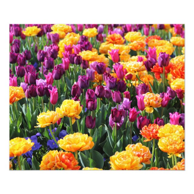 Falln Sunset Floral River Photo Print (Front)