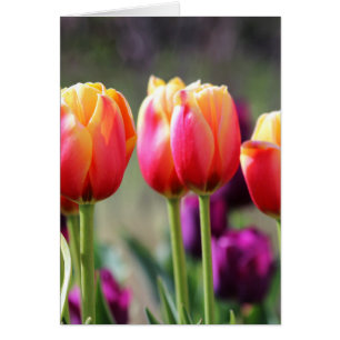 Falln Tulips Aflame