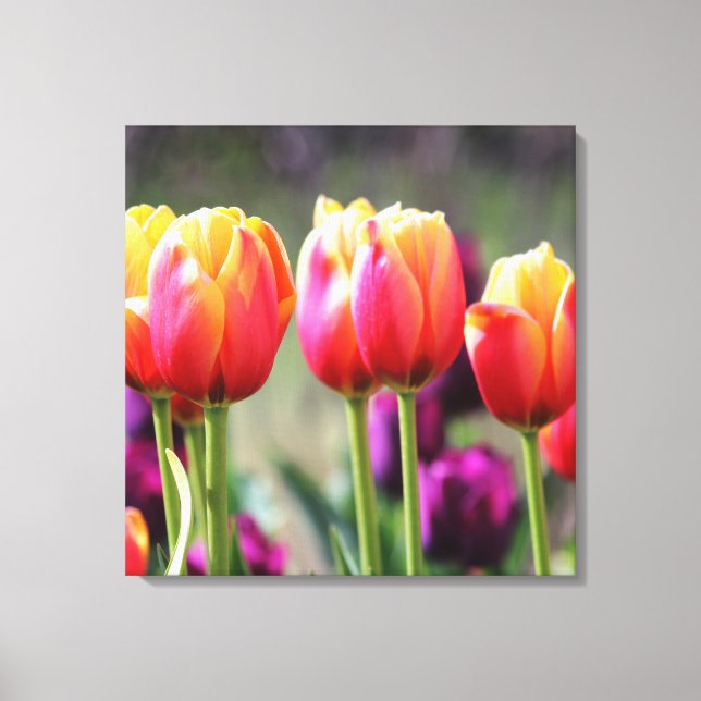 Falln Tulips Aflame Canvas Print (Front)