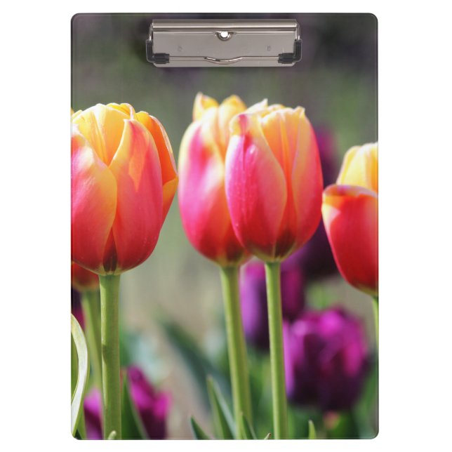 Falln Tulips Aflame Clipboard (Front)