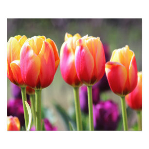Falln Tulips Aflame Photo Print