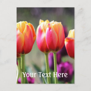Falln Tulips Aflame Postcard