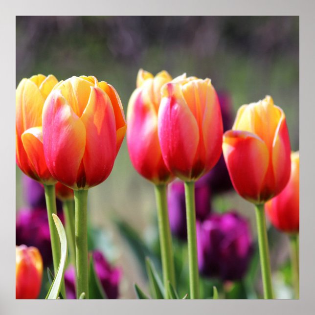 Falln Tulips Aflame Poster (Front)