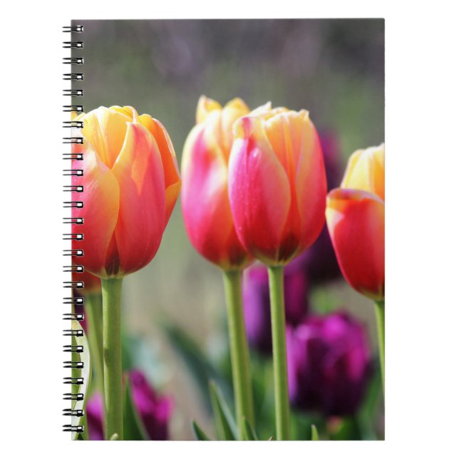 Falln Tulips Aflame Spiral Notebook (Front)