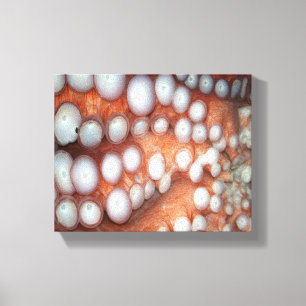 Falln Up Close Octopus Canvas Print