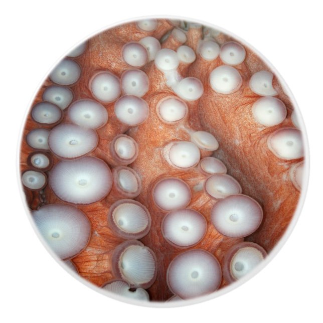 Falln Up Close Octopus Ceramic Knob (Front)