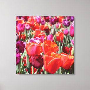 Falln Warm Tulips Canvas Print