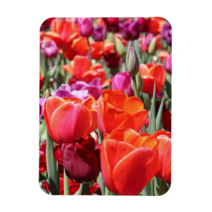 Falln Warm Tulips Magnet