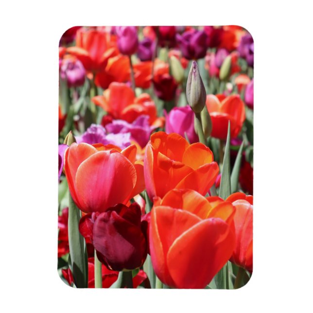 Falln Warm Tulips Magnet (Vertical)