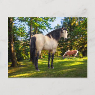 "Fallon"  Postcard