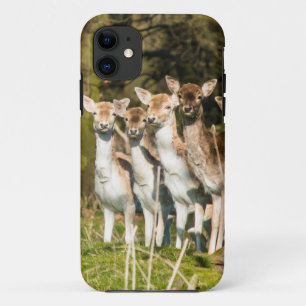 Fallow Deer at Holkham park in Norfolk England UK Case-Mate iPhone Case