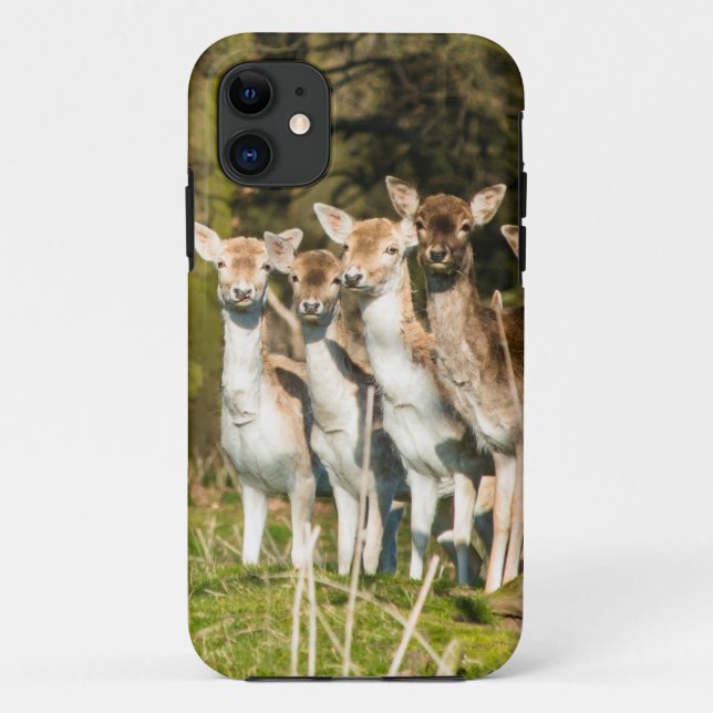 Fallow Deer at Holkham park in Norfolk England UK Case-Mate iPhone Case (Back)