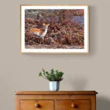 Fallow Deer in Bradgate Park