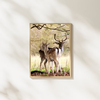 Fallow Deer of the English Estate Photo Print