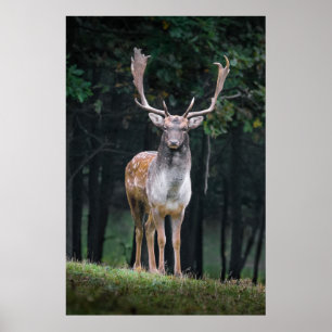 Fallow deer poster