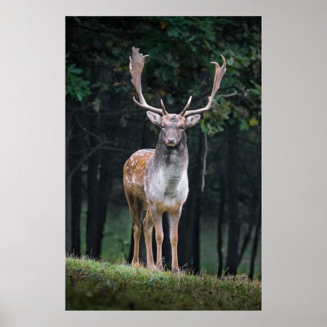 Fallow deer poster (Front)