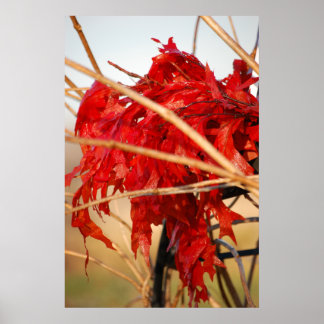 Falls Red Leaves/Autumn Poster