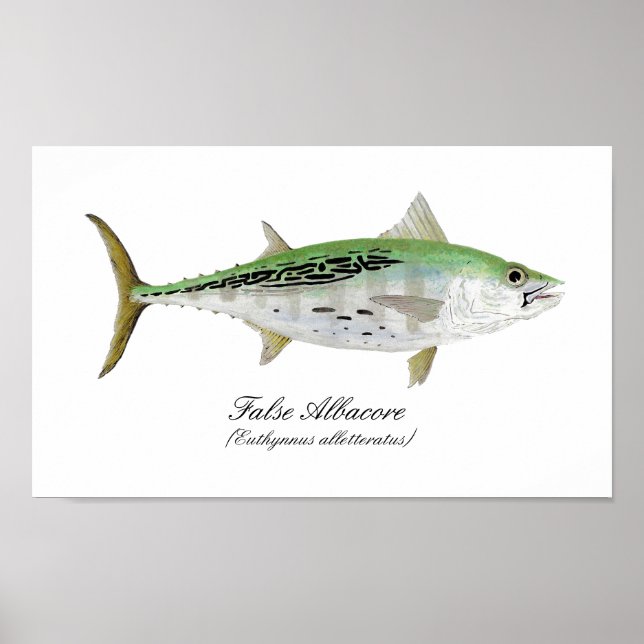 False Albacore Tuna Poster (Front)