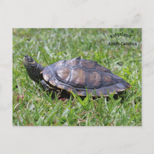 False Map Turtle Ridgeland Sc Postcard
