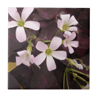 False Shamrock Oxalis Triangularis Tile