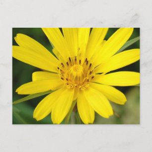 False Sunflower Postcard