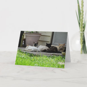 Family and Friends Make Life Worth Living, Cats Card