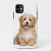 Family Dog Your Pet Photo