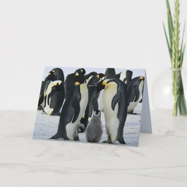 family emperor penguins greeting card (Front)